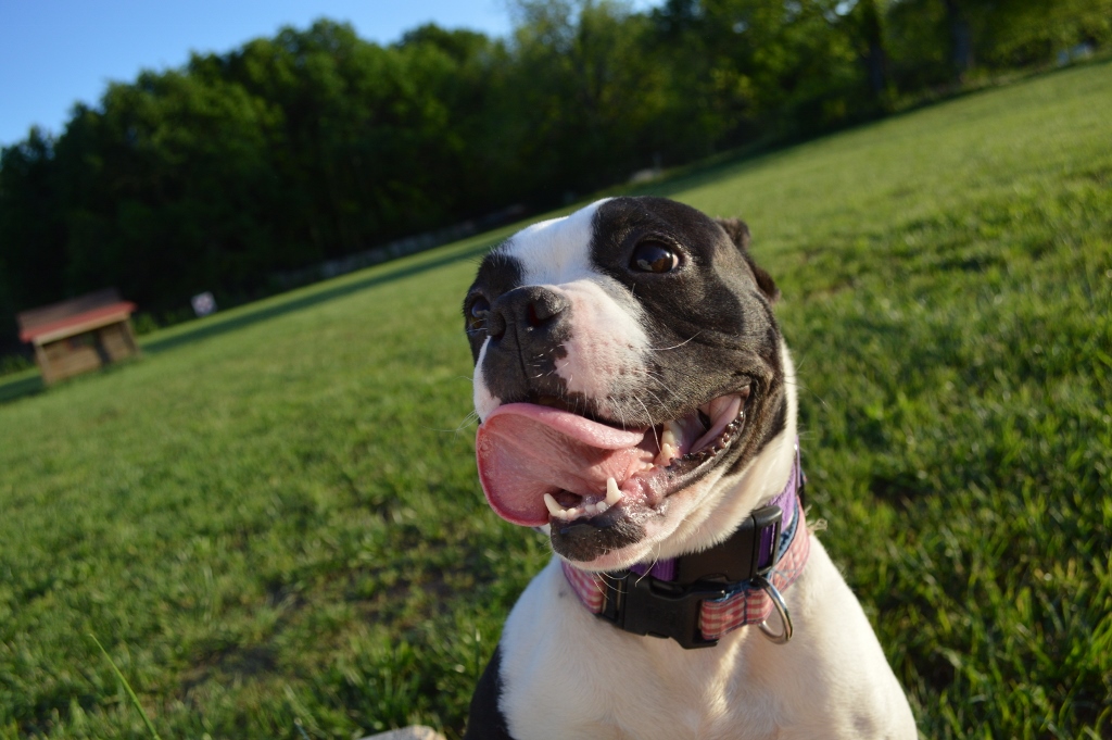 Meet Bessie Valentine – Adopted