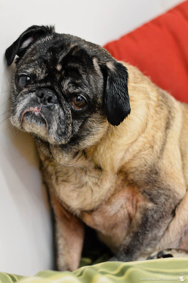 Meet Pru Pug – Adopted